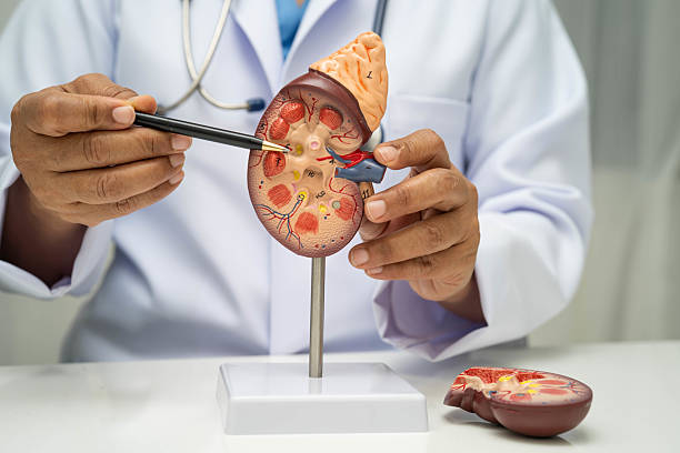 Enfermedad renal crónica: actualización terapéutica para la práctica médica